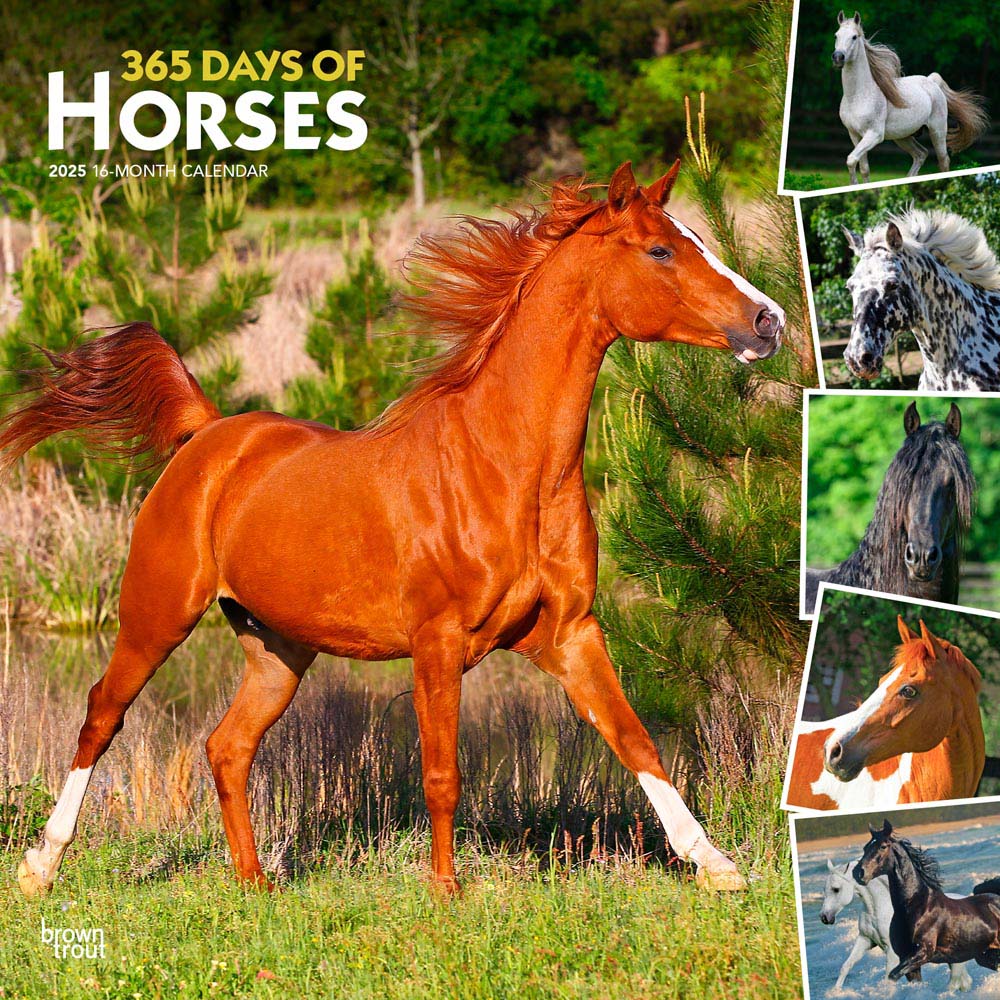 365 Days of Horses | 2025 12 x 24 Inch Monthly Square Wall Calendar | Plastic-Free | BrownTrout | Animals Equestrian