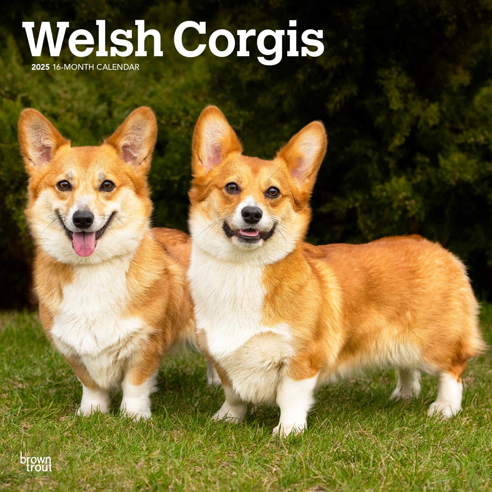 Welsh Corgis | 2025 12 x 24 Inch Monthly Square Wall Calendar | Plastic-Free | BrownTrout | Animals Dog Breeds