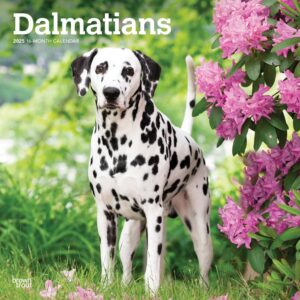 Dalmatians | 2025 12 x 24 Inch Monthly Square Wall Calendar | Plastic-Free | BrownTrout | Animals Dog Breeds