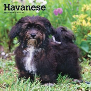 Havanese | 2025 12 x 24 Inch Monthly Square Wall Calendar | Plastic-Free | BrownTrout | Animals Dog Breeds