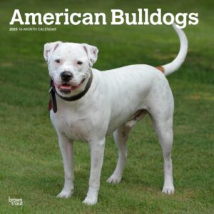 American Bulldogs | 2025 12 x 24 Inch Monthly Square Wall Calendar | Plastic-Free | BrownTrout | Animals Dog Breeds