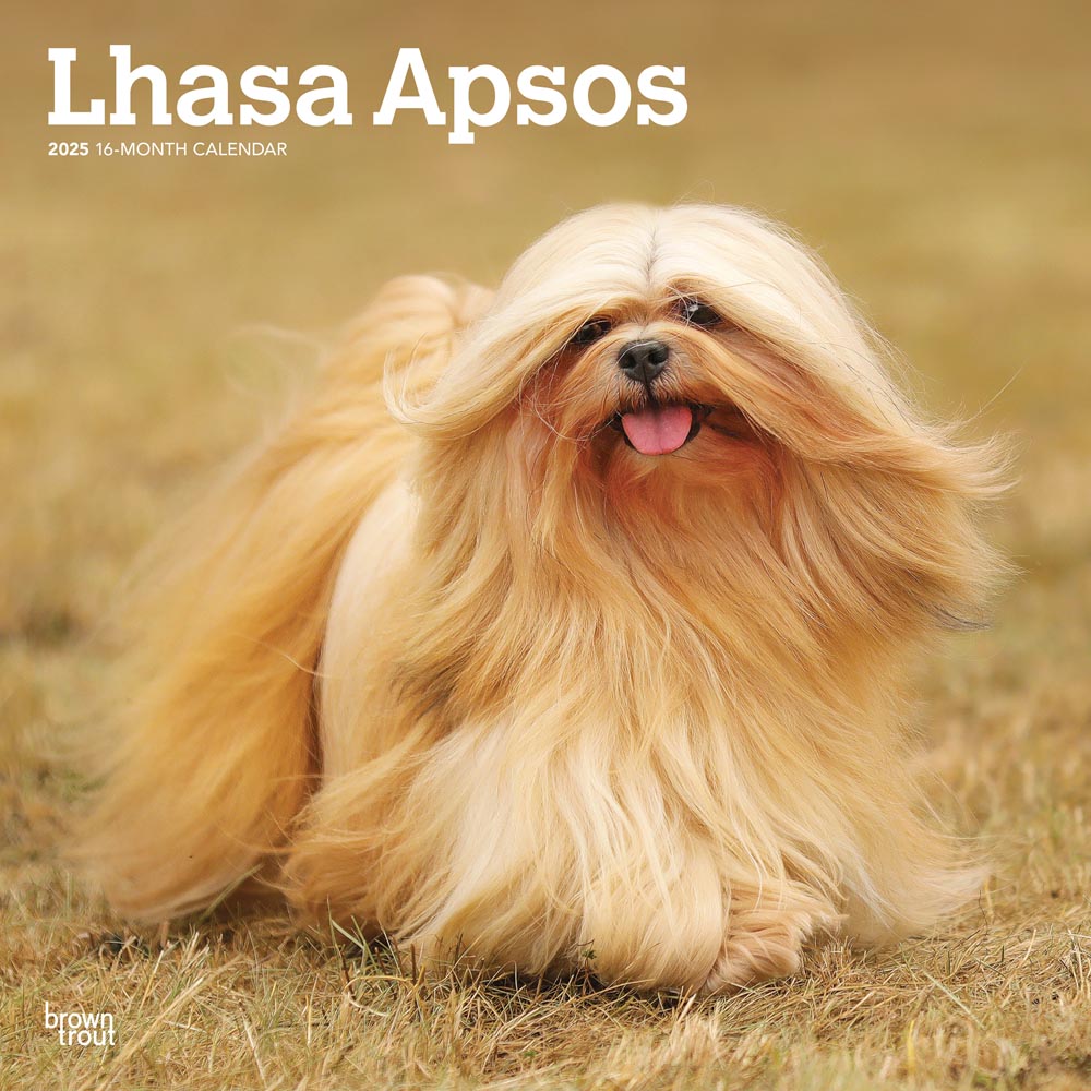 Lhasa Apsos | 2025 12 x 24 Inch Monthly Square Wall Calendar | Plastic-Free | BrownTrout | Animals Dog Breeds