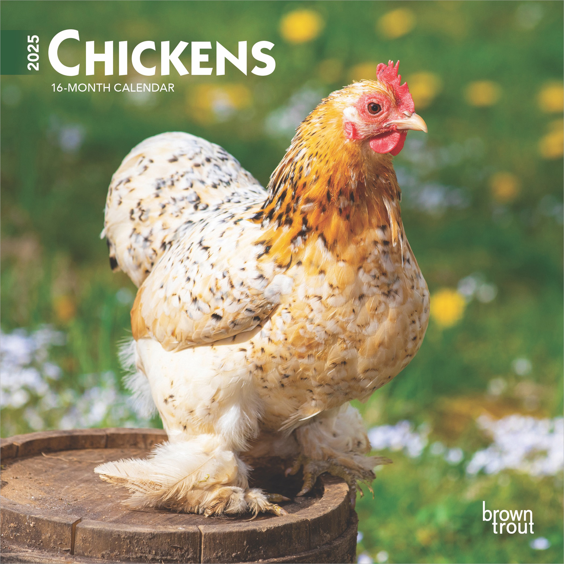 Chickens | 2025 7 x 14 Inch Monthly Mini Wall Calendar | BrownTrout | Domestic Farm Animals