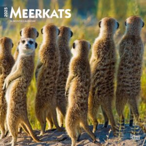 Meerkats | 2025 12 x 24 Inch Monthly Square Wall Calendar | Plastic-Free | BrownTrout | Wildlife Animals