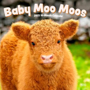 Baby Moo Moos | 2025 12 x 24 Inch Monthly Square Wall Calendar | Plastic-Free | BrownTrout | Domestic Cows Animals