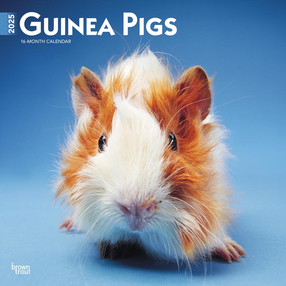 Guinea Pigs | 2025 12 x 24 Inch Monthly Square Wall Calendar | Plastic-Free | BrownTrout | Domestic Animals Small Pets