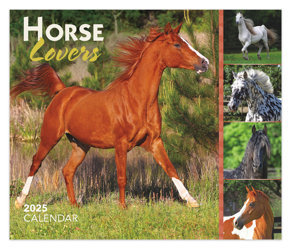 Horse Lovers | 2025 6 x 5 Inch Daily Desktop Box Calendar | New Page Every Day | BrownTrout | Animals Horses Equestrian