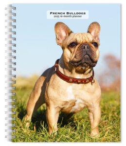 French Bulldogs | 2025 6 x 7.75 Inch Spiral-Bound Wire-O Weekly Engagement Planner Calendar | New Full-Color Image Every Week | BrownTrout | Animals Dog Breeds Pets