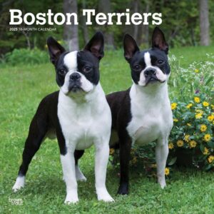 Boston Terriers | 2025 12 x 24 Inch Monthly Square Wall Calendar | Plastic-Free | BrownTrout | Animals Dog Breeds