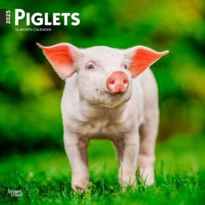 Piglets | 2025 12 x 24 Inch Monthly Square Wall Calendar | Plastic-Free | BrownTrout | Domestic Pet Baby Farm Animals