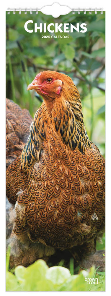 Chickens | 2025 5.7 x 16.5 Inch Monthly Slimline Wall Calendar | BrownTrout | Domestic Farm Animals