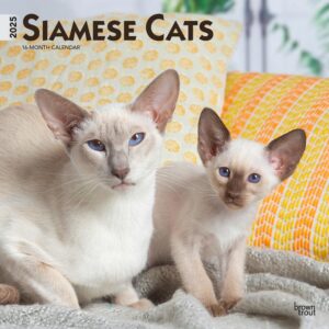Siamese Cats | 2025 12 x 24 Inch Monthly Square Wall Calendar | Plastic-Free | BrownTrout | Animals Kittens Feline