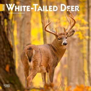 White Tailed Deer | 2025 12 x 24 Inch Monthly Square Wall Calendar | Plastic-Free | BrownTrout | Wildlife Animals Forest Hunting