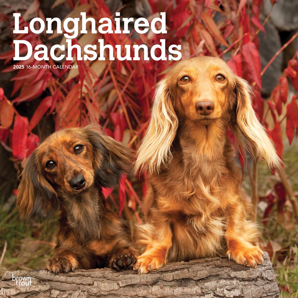 Longhaired Dachshunds | 2025 12 x 24 Inch Monthly Square Wall Calendar | Plastic-Free | BrownTrout | Animals Small Dog Breeds