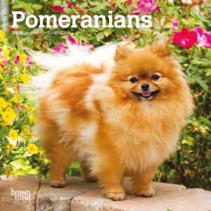 Pomeranians | 2025 7 x 14 Inch Monthly Mini Wall Calendar | BrownTrout | Animals Small Dog Breeds