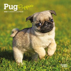 Pug Puppies | 2025 7 x 14 Inch Monthly Mini Wall Calendar | BrownTrout | Animals Dog Breeds Puppy