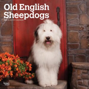 Old English Sheepdogs | 2025 12 x 24 Inch Monthly Square Wall Calendar | Plastic-Free | BrownTrout | Animals Dog Breeds