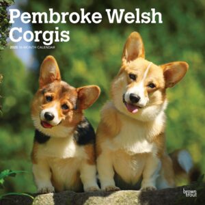 Pembroke Welsh Corgis | 2025 12 x 24 Inch Monthly Square Wall Calendar | Plastic-Free | BrownTrout | Animals Dog Breeds