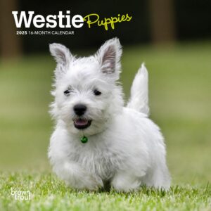 West Highland White Terrier Puppies | 2025 7 x 14 Inch Monthly Mini Wall Calendar | BrownTrout | Animals Dog Breeds Puppy