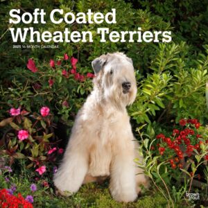 Soft Coated Wheaten Terriers | 2025 12 x 24 Inch Monthly Square Wall Calendar | Plastic-Free | BrownTrout | Animals Dog Breeds