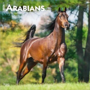 Arabians | 2026 12 x 24 Inch (Hanging) Monthly Square Wall Calendar | Plastic-Free | BrownTrout | Animals Horses