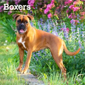 Boxers International Edition | 2026 12 x 24 Inch (Hanging) Monthly Square Wall Calendar | Plastic-Free | BrownTrout | Animals Dog Breeds