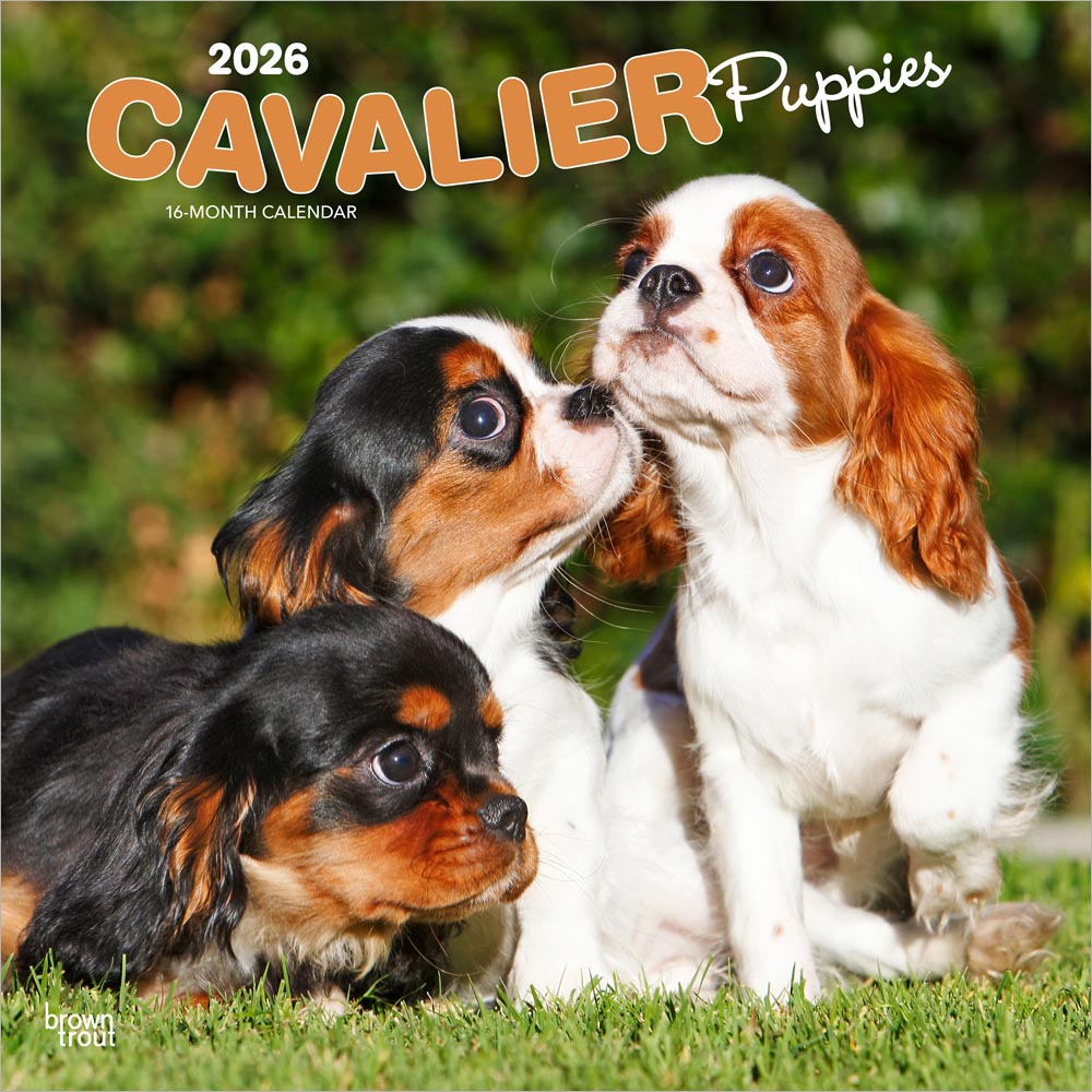 Cavalier King Charles Spaniel Puppies | 2026 12 x 24 Inch (Hanging) Monthly Square Wall Calendar | Plastic-Free | BrownTrout | Animals Dog Breeds Puppy