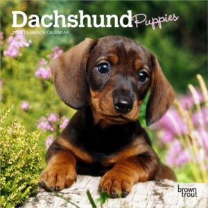 Dachshund Puppies | 2026 7 x 14 Inch (Hanging) Monthly Mini Wall Calendar | BrownTrout | Animals Dog Breeds Puppy