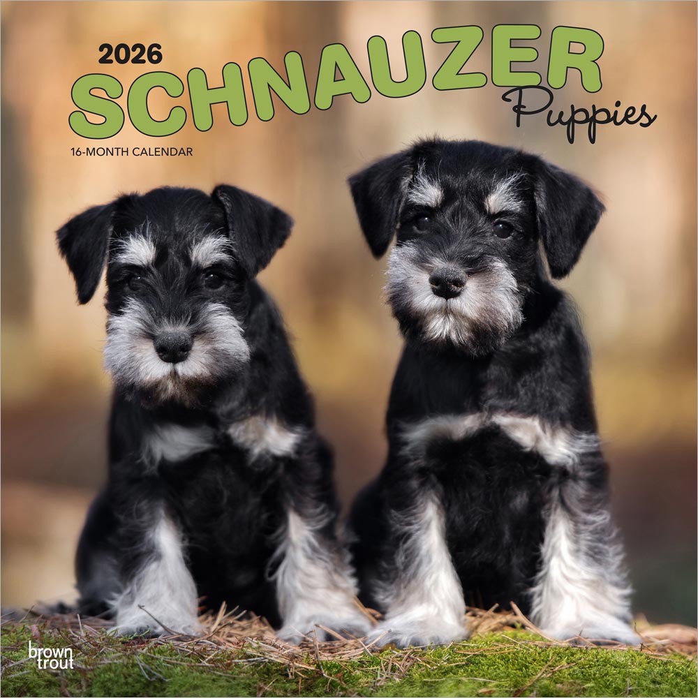 Schnauzer Puppies | 2026 12 x 24 Inch (Hanging) Monthly Square Wall Calendar | Plastic-Free | BrownTrout | Animals Dog Breeds Puppy