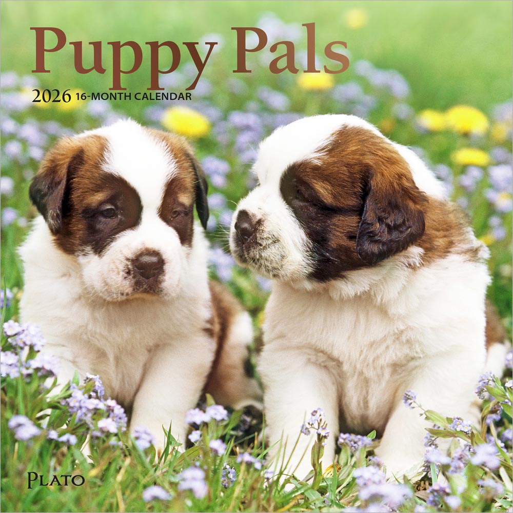 Puppy Pals | 2026 7 x 14 Inch (Hanging) Monthly Mini Wall Calendar | Foil Stamped Cover | Plato | Animals Dog Breeds Pets