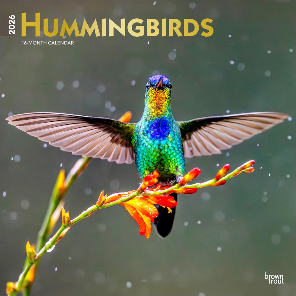 Hummingbirds | 2026 12 x 24 Inch (Hanging) Monthly Square Wall Calendar | Foil Stamped Cover | Plastic-Free | BrownTrout | Animals Wildlife