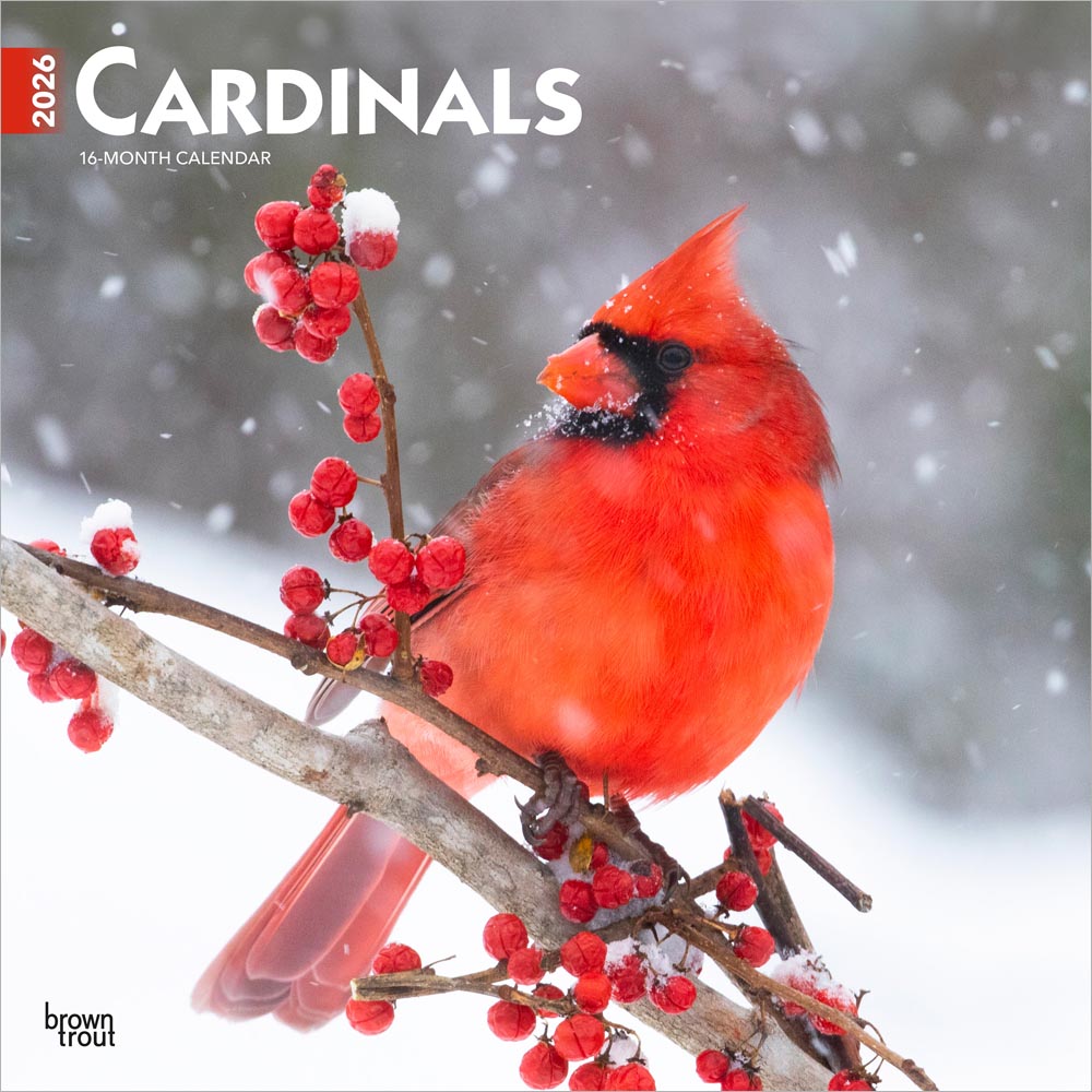 Cardinals | 2026 12 x 24 Inch (Hanging) Monthly Square Wall Calendar | Plastic-Free | BrownTrout | Animals Wildlife Red Birds