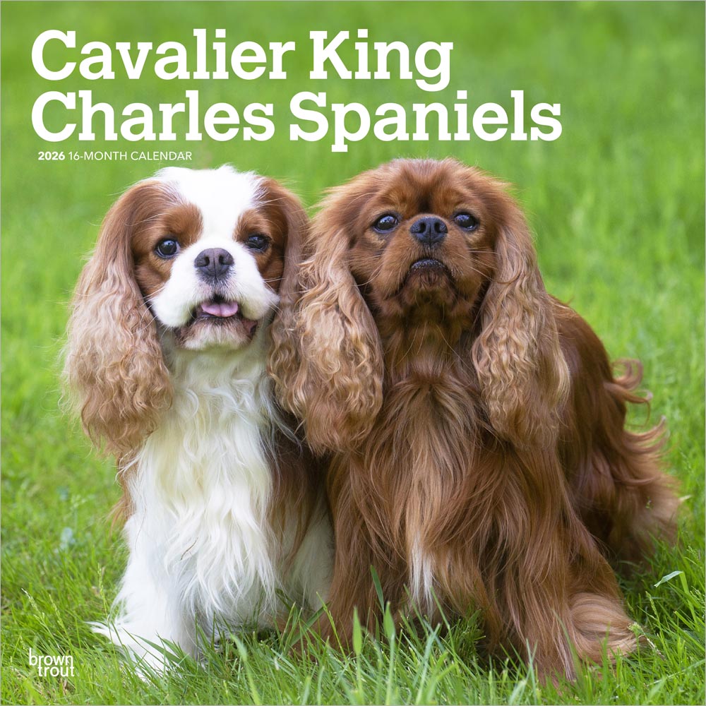 Cavalier King Charles Spaniels | 2026 12 x 24 Inch (Hanging) Monthly Square Wall Calendar | Plastic-Free | BrownTrout | Animals Dog Breeds Puppies