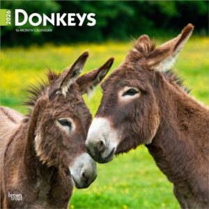 Donkeys | 2026 12 x 24 Inch (Hanging) Monthly Square Wall Calendar | Plastic-Free | BrownTrout | Domestic Animals
