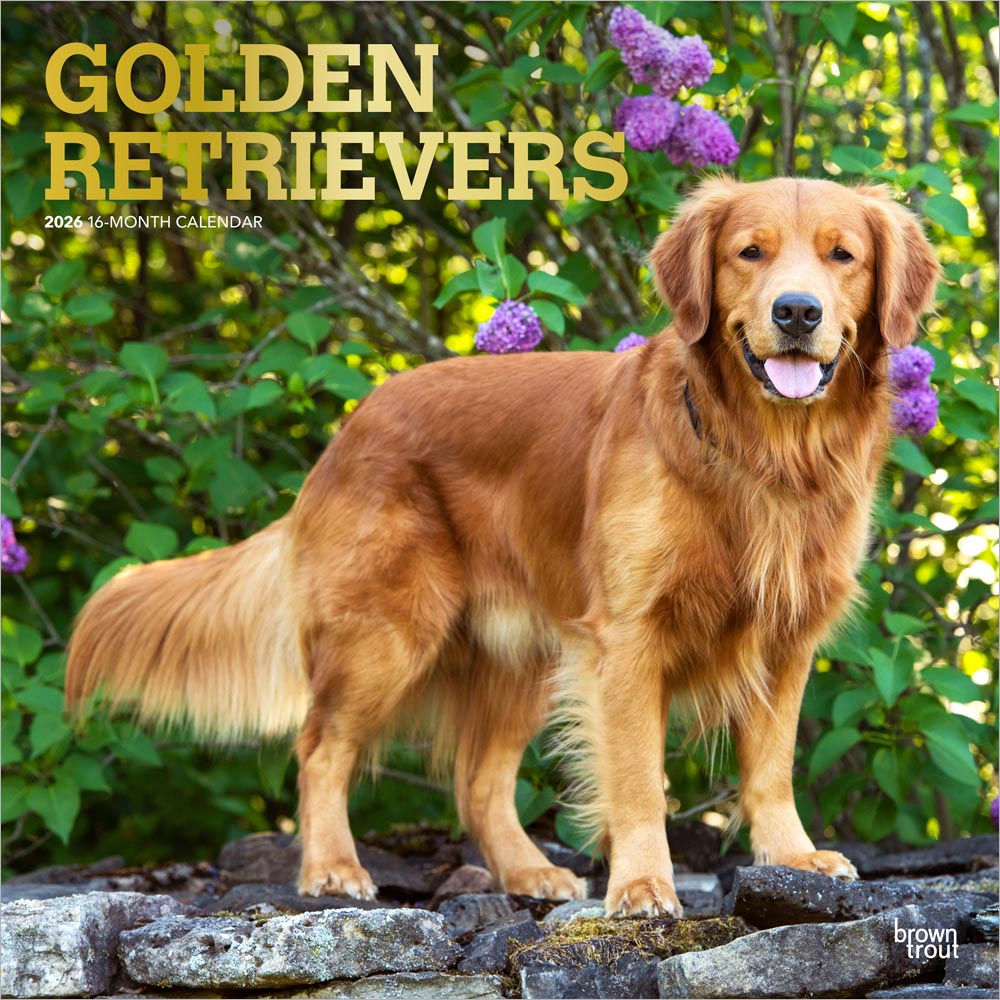 Golden Retrievers | 2026 12 x 24 Inch (Hanging) Monthly Square Wall Calendar | Foil Stamped Cover | Plastic-Free | BrownTrout | Animals Dog Breeds Retriever