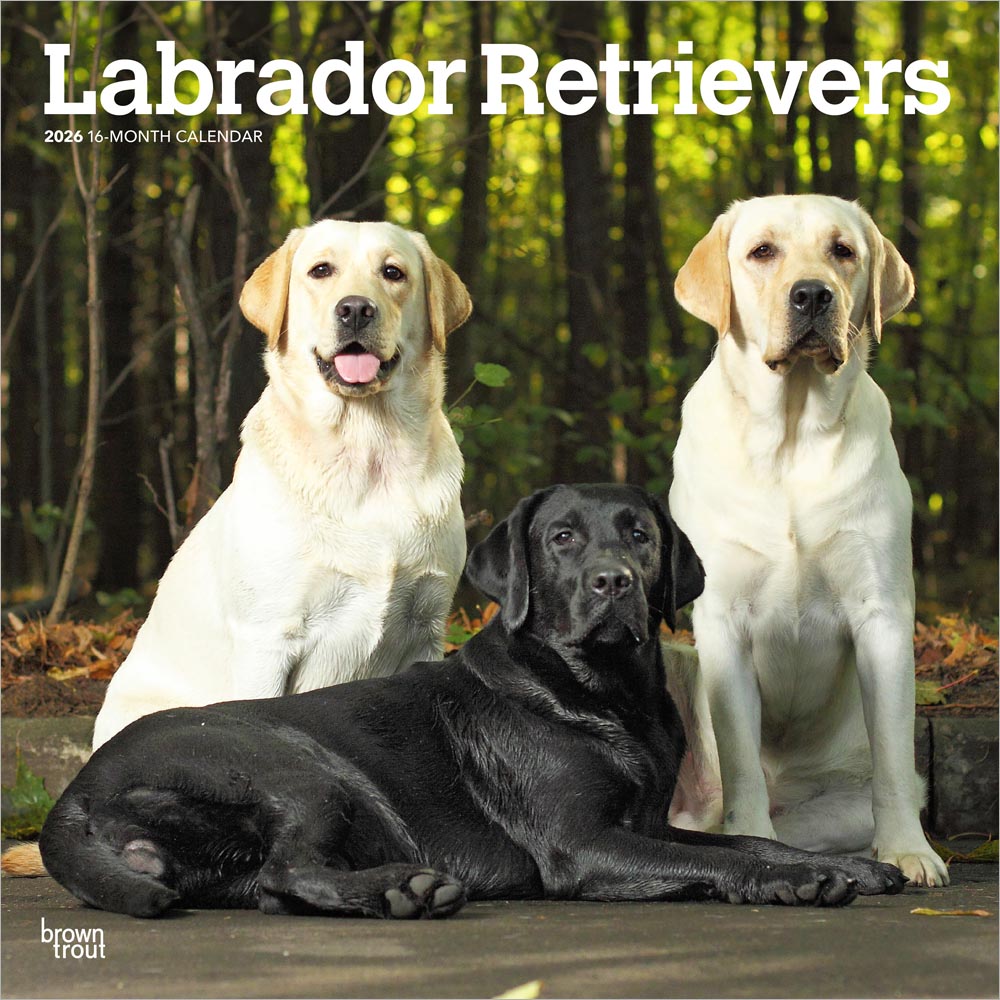 Labrador Retrievers | 2026 12 x 24 Inch (Hanging) Monthly Square Wall Calendar | Plastic-Free | BrownTrout | Animals Dog Breeds