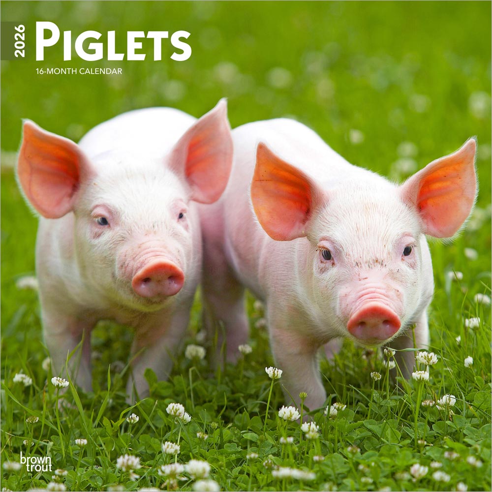 Piglets | 2026 12 x 24 Inch (Hanging) Monthly Square Wall Calendar | Plastic-Free | BrownTrout | Domestic Pet Baby Farm Animals