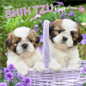 Shih Tzu Puppies | 2026 12 x 24 Inch (Hanging) Monthly Square Wall Calendar | Plastic-Free | BrownTrout | Animal Small Dog Breed Puppy