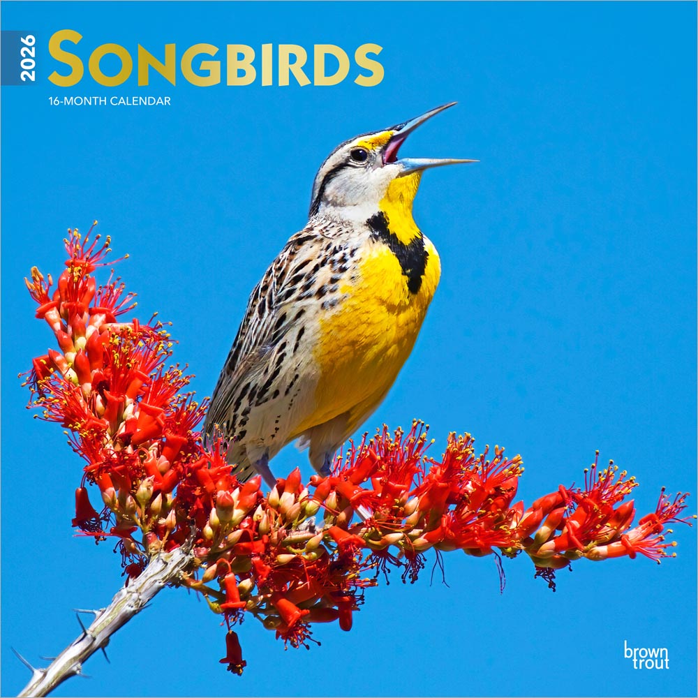 Songbirds | 2026 12 x 24 Inch (Hanging) Monthly Square Wall Calendar | Foil Stamped Cover | Plastic-Free | BrownTrout | Wildlife Animals
