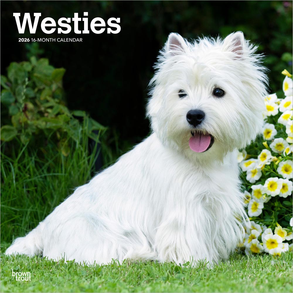 West Highland White Terriers | 2026 12 x 24 Inch (Hanging) Monthly Square Wall Calendar | Plastic-Free | BrownTrout | Animals Dog Breeds Puppies