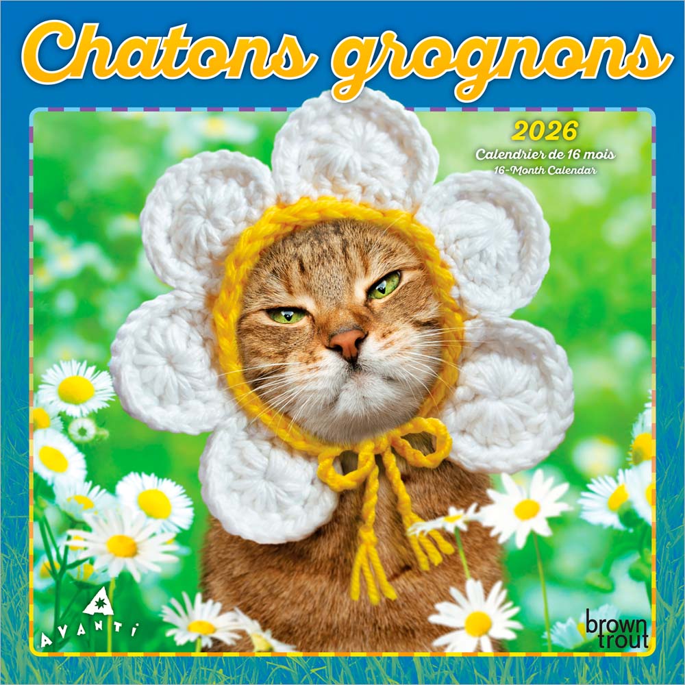 Avanti Chatons Grognons OFFICIAL | 2026 7 x 14 Inch (Hanging) Monthly Mini Wall Calendar | French Language | BrownTrout | Angry Cat Humor