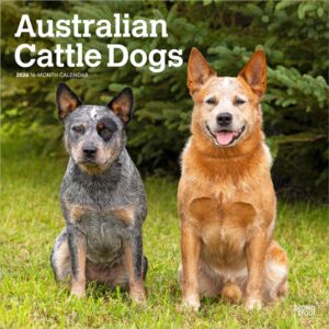 Australian Cattle Dogs | 2026 12 x 24 Inch (Hanging) Monthly Square Wall Calendar | Plastic-Free | BrownTrout | Animals Dog Breeds