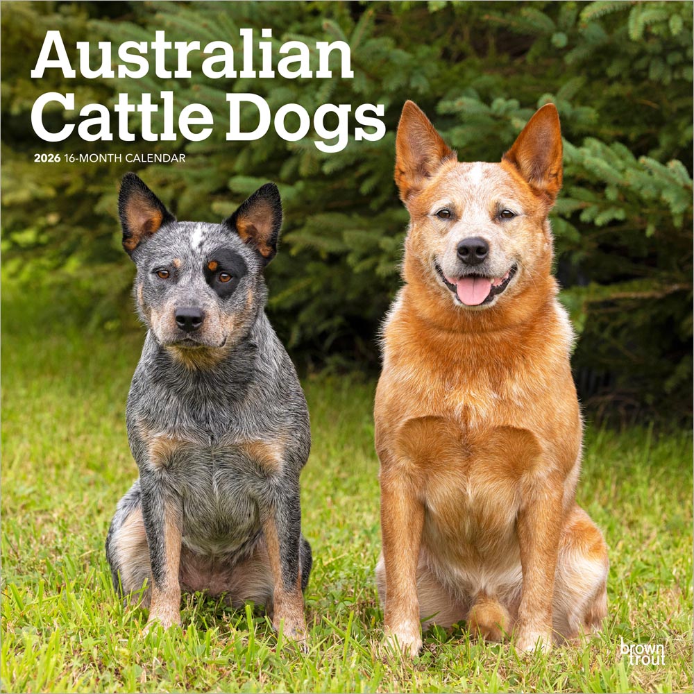 Australian Cattle Dogs | 2026 12 x 24 Inch (Hanging) Monthly Square Wall Calendar | Plastic-Free | BrownTrout | Animals Dog Breeds