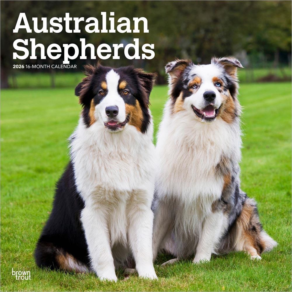 Australian Shepherds | 2026 12 x 24 Inch (Hanging) Monthly Square Wall Calendar | Plastic-Free | BrownTrout | Animals Dog Breeds
