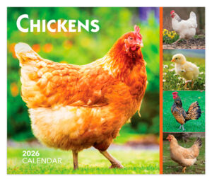 Chickens | 2026 6 x 5 Inch Daily Desktop Box Calendar | New Page Every Day | BrownTrout | Domestic Farm Animals