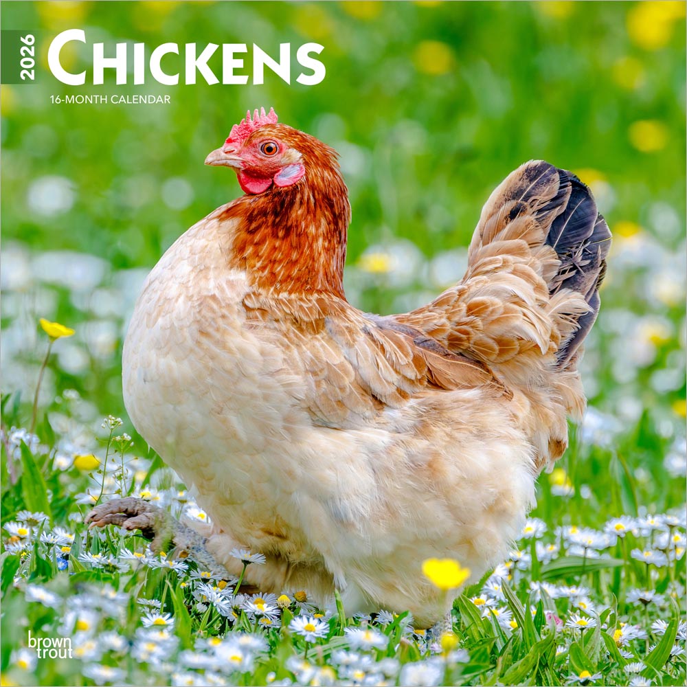 Chickens | 2026 12 x 24 Inch (Hanging) Monthly Square Wall Calendar | Plastic-Free | BrownTrout | Domestic Farm Animals