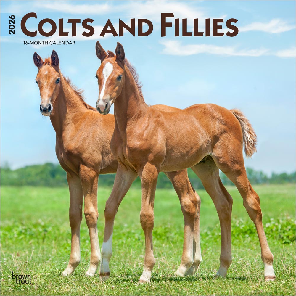 Colts and Fillies | 2026 12 x 24 Inch (Hanging) Monthly Square Wall Calendar | Plastic-Free | BrownTrout | Animals Equestrian