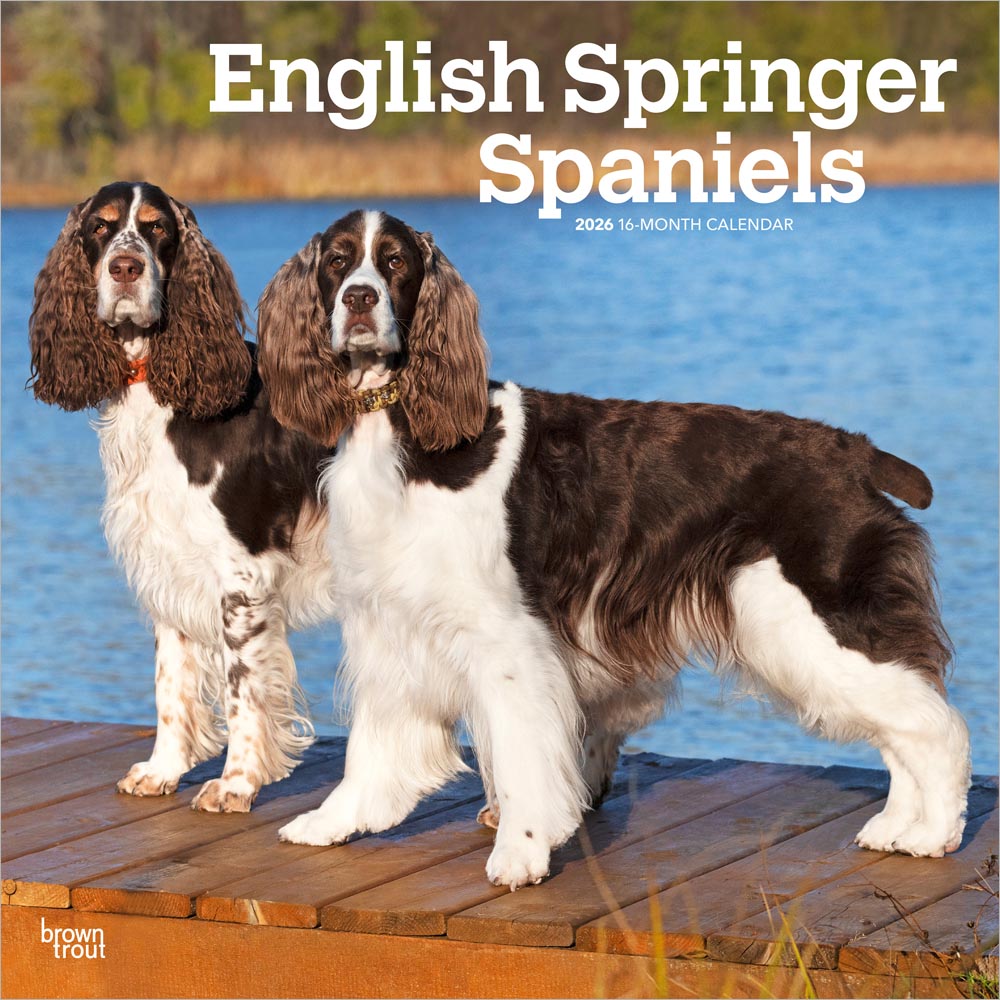 English Springer Spaniels | 2026 12 x 24 Inch (Hanging) Monthly Square Wall Calendar | Plastic-Free | BrownTrout | Animals Dog Breeds