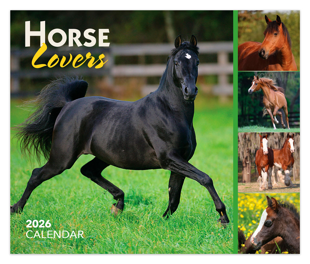 Horse Lovers | 2026 6 x 5 Inch Daily Desktop Box Calendar | New Page Every Day | BrownTrout | Animals Horses Equestrian