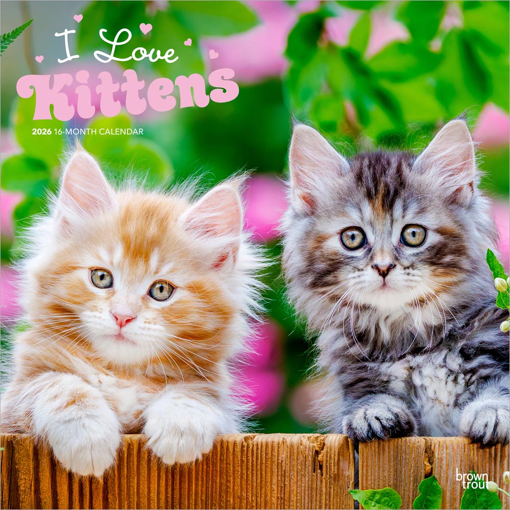 I Love Kittens | 2026 12 x 24 Inch (Hanging) Monthly Square Wall Calendar | Plastic-Free | BrownTrout | Animals Cats Feline